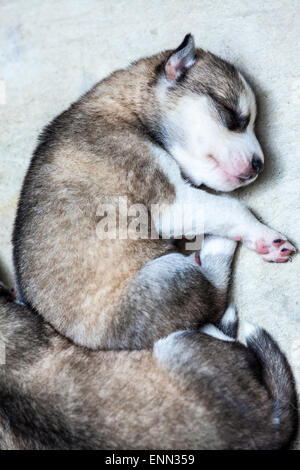 Deux vieux Sleepy semaine husky chiots avec leurs adorables petits visages Banque D'Images