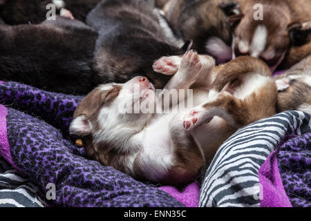 Deux vieux Sleepy semaine husky chiots avec leurs adorables petits visages Banque D'Images