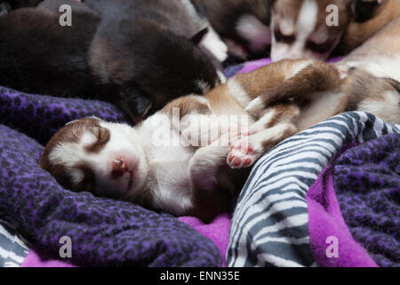 Deux vieux Sleepy semaine husky chiots avec leurs adorables petits visages Banque D'Images