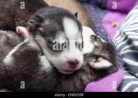 Deux vieux Sleepy semaine husky chiots avec leurs adorables petits visages Banque D'Images