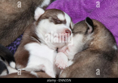 Deux vieux Sleepy semaine husky chiots avec leurs adorables petits visages Banque D'Images