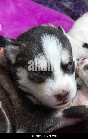 Deux vieux Sleepy semaine husky chiots avec leurs adorables petits visages Banque D'Images