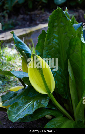 Lysichiton jaune,Lysichiton americanus,fleur et feuilles. Banque D'Images