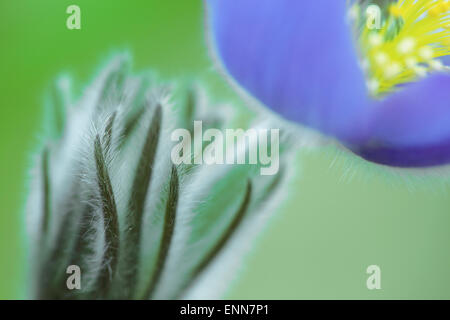 Pulsatilla vulgaris, pasque flower, pasqueflower, anémone pulsatille commune Banque D'Images