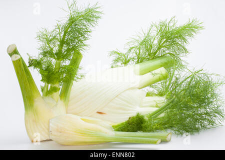 Le fenouil, fenouil doux, fenouil, Florence, Knollen-Fenchel Gemüse-Fenchel Fenchel,, Foeniculum vulgare, Foeniculum officinale Banque D'Images