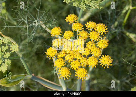 Fenouil, Foeniculum vulgare, Fenchel, Foeniculum officinale, le fenouil commun Banque D'Images