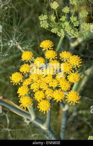 Fenouil, Foeniculum vulgare, Fenchel, Foeniculum officinale, le fenouil commun Banque D'Images