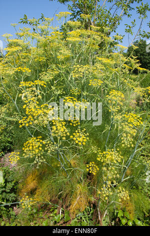 Fenouil, Foeniculum vulgare, Fenchel, Foeniculum officinale, le fenouil commun Banque D'Images