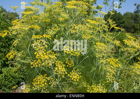 Fenouil, Foeniculum vulgare, Fenchel, Foeniculum officinale, le fenouil commun Banque D'Images