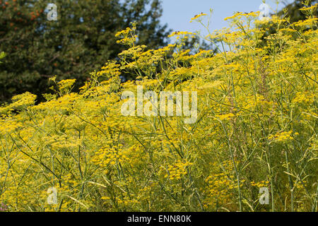 Fenouil, Foeniculum vulgare, Fenchel, Foeniculum officinale, le fenouil commun Banque D'Images