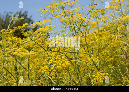 Fenouil, Foeniculum vulgare, Fenchel, Foeniculum officinale, le fenouil commun Banque D'Images