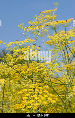 Fenouil, Foeniculum vulgare, Fenchel, Foeniculum officinale, le fenouil commun Banque D'Images