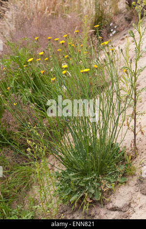 Spotted Cat's Ear, Gewöhnliches Ferkelkraut, Porcelle Hypochaeris radicata, Banque D'Images