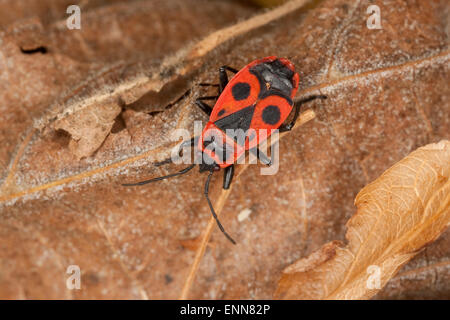 Firebug, Firebugs Feuerwanze Feuer-Wanze, Gemeine, Feuerwanzen Pyrrhocoris apterus,,, Le gendarme, pyrrhocore Banque D'Images