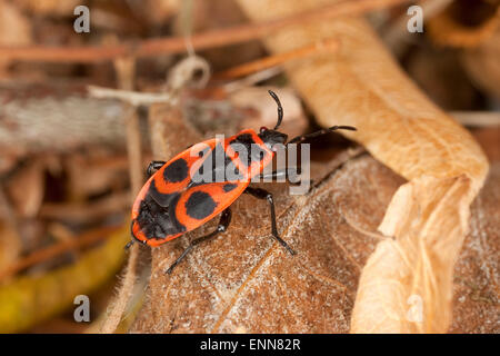 Firebug, Firebugs Feuerwanze Feuer-Wanze, Gemeine, Feuerwanzen Pyrrhocoris apterus,,, Le gendarme, pyrrhocore Banque D'Images