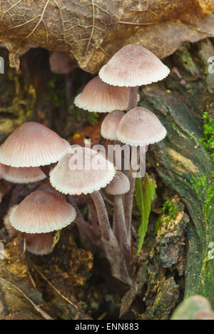 Un cluster de Mycena galericulata passant de bois pourri dans le parc provincial Frontenac (Ontario) Banque D'Images