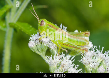 Deux rayures-sauterelle, Melanoplus bivittatus, perché sur l'eupatoire perfoliée, Eupatorium perfoliatum, dans une zone humide, Meadow Lake Gould. Banque D'Images