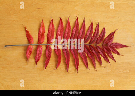 Contexte - les feuilles d'automne feuilles de sumac rouge sur fond de bois Banque D'Images