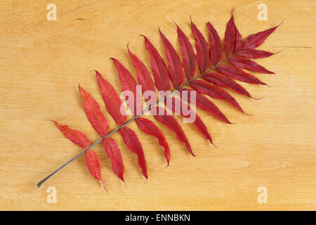 Contexte - les feuilles d'automne feuilles de sumac rouge sur fond de bois Banque D'Images