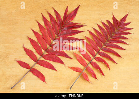 Contexte - les feuilles d'automne feuilles de sumac rouge sur fond de bois Banque D'Images