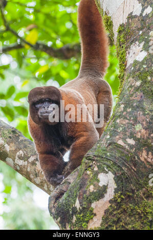 Singe laineux dans l'Amazonie, l'Equateur, Archedona Banque D'Images