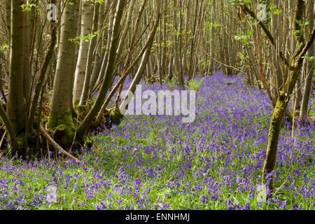 Tapis de jacinthes anglais dans une forêt de Sussex. Banque D'Images