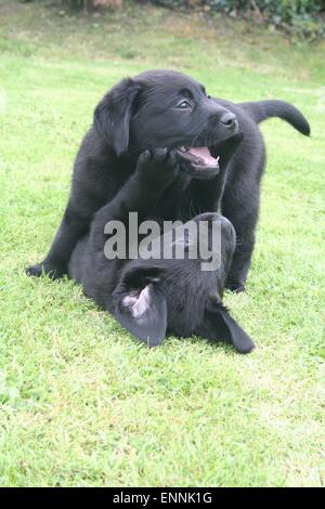 Deux chiots labrador noir lutte dans le jardin. Banque D'Images