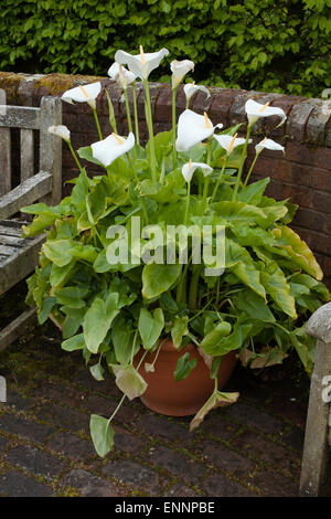 Calla aethiopica ou dans un contenant d'Arum RHS Gardens at Rosemoor Devon Banque D'Images