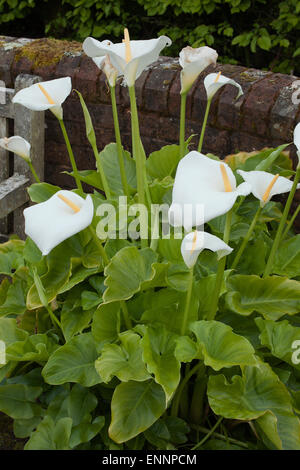 Calla aethiopica ou dans un contenant d'Arum RHS Gardens at Rosemoor Devon Banque D'Images