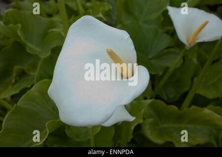 Calla aethiopica ou dans un contenant d'Arum RHS Gardens at Rosemoor Devon Banque D'Images