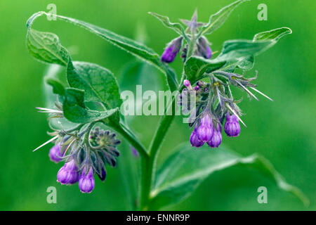 Symphytum officinale Consoude, commune, tige de fleurs Banque D'Images