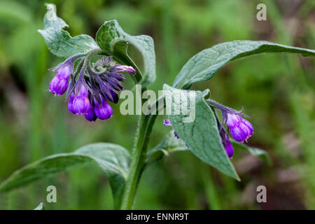 Symphytum officinale Consoude, commune, tige de fleurs Banque D'Images