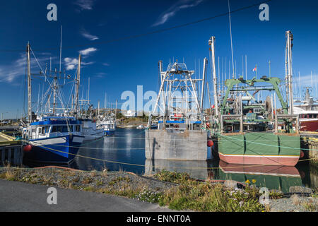 Les bateaux de pêche et chalutiers à Port de Grave (Terre-Neuve). Canada Banque D'Images