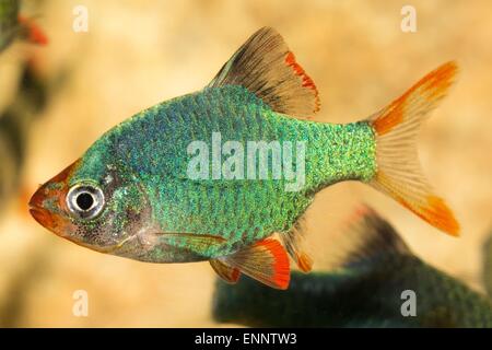 D'eau douce tropicaux d'aquarium genre Puntius. Banque D'Images