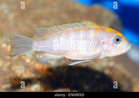 Bleu de Nice de cichlidés genre Pseudotropheus. Banque D'Images