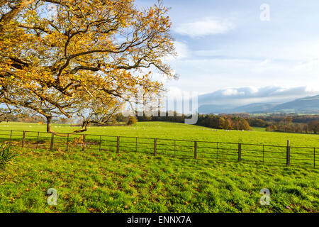 Paysage près de château de Penrhyn une maison de pays, Llandegai, Bangor, Gwynedd, au nord du Pays de Galles, Royaume-Uni, Europe. Banque D'Images