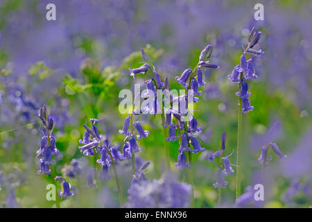 Bluebell Hyacinthoides non-scriptus closeup Banque D'Images