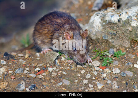 Rat surmulot Rattus norvegicus nourrir Banque D'Images