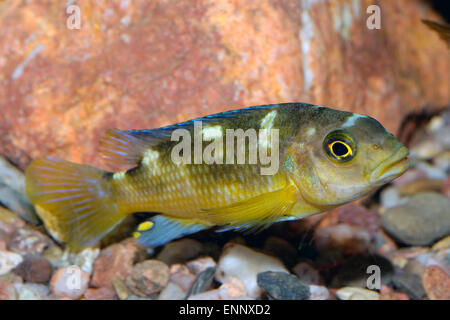 Beau brun jaune cichlidés du genre Pseudotropheus. Banque D'Images