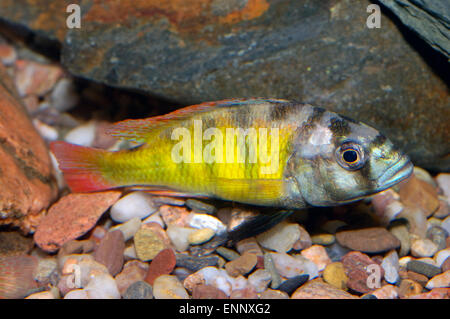 Nice de cichlidés gris genre Astatotilapia. Banque D'Images