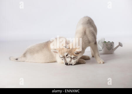 Chiots Husky Sibérien Banque D'Images