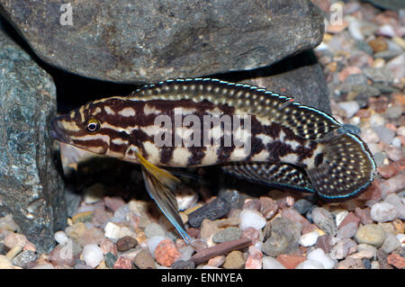 Belle femme de cichlidés genre Julidochromis. Banque D'Images