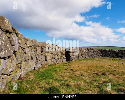 L'âge de fer mur rond de pierre Edin's Hall broch dans les Scottish Borders. Banque D'Images