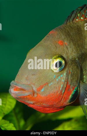 Belle tête de poisson détaillée portrait de Thorichthys meeki. Banque D'Images