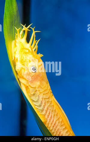 Poisson-chat Aquarium poisson du genre Ancistrus. Banque D'Images