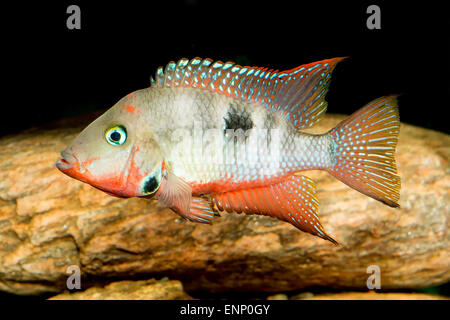 Aquarium de cichlidés Nice genre Thorichthys. Banque D'Images