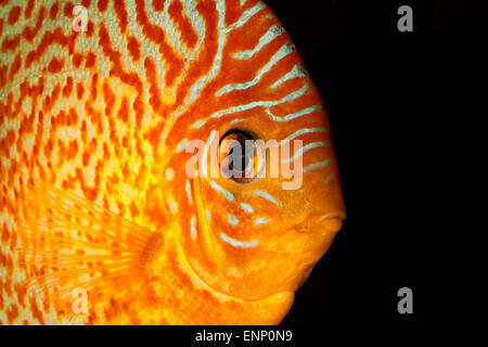 Portrait détaillé de la tête des poissons de disque orange. Banque D'Images