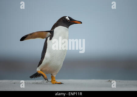 Gentoo pingouin sur une côte sableuse aux îles Falkland Banque D'Images