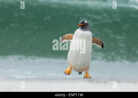 Gentoo pingouin exécute à partir d'un océan de tempête Banque D'Images