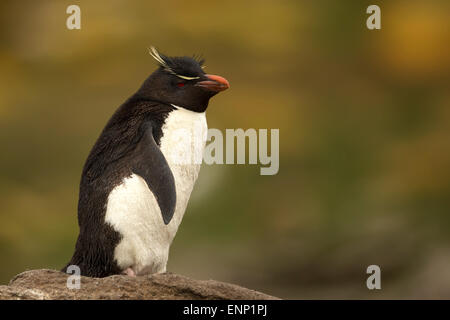 Le Sud de l'Adultes Rockhopper Penguin Eudyptes chrysocome contre l'arrière-plan coloré, îles Falkland Banque D'Images